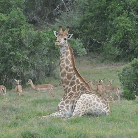 Hopewell Private Game Reserve Buyskloof Εξωτερικό φωτογραφία