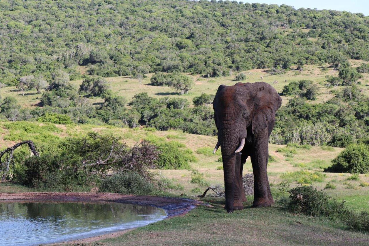 Hopewell Private Game Reserve Buyskloof Εξωτερικό φωτογραφία