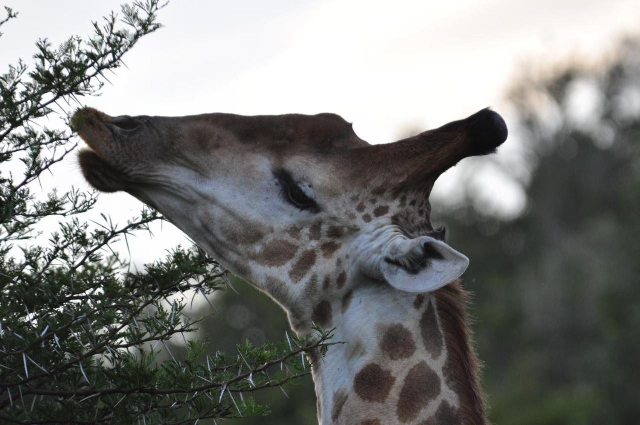 Hopewell Private Game Reserve Buyskloof Εξωτερικό φωτογραφία