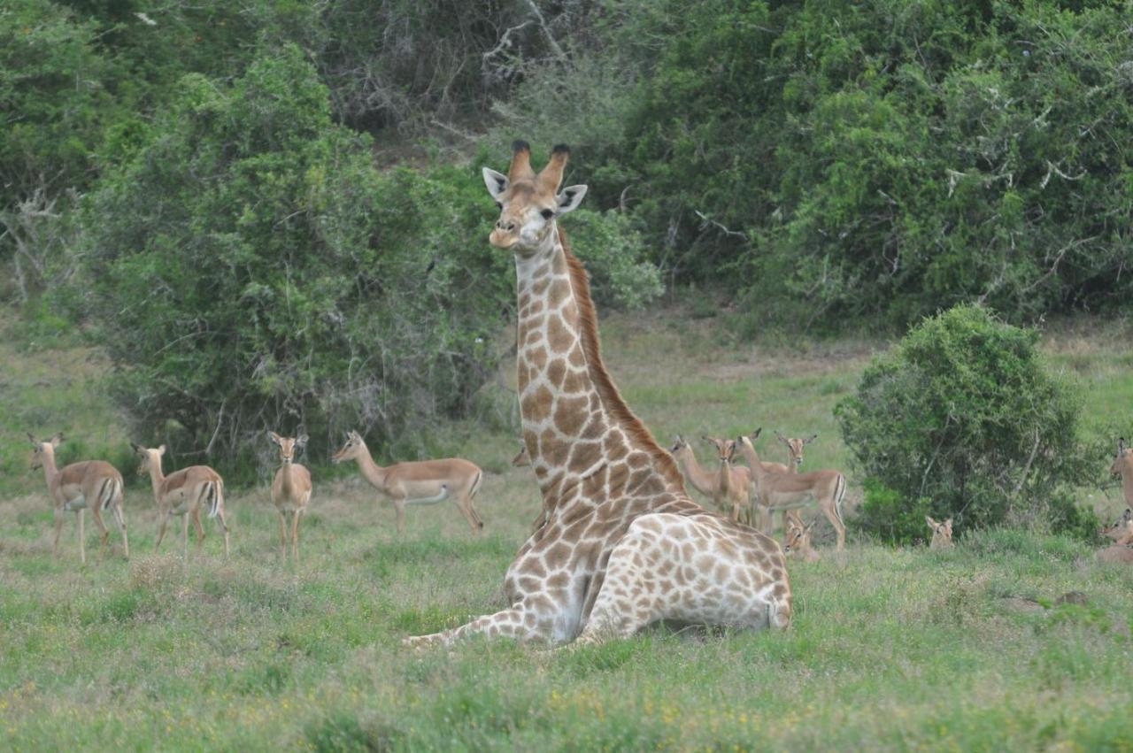 Hopewell Private Game Reserve Buyskloof Εξωτερικό φωτογραφία