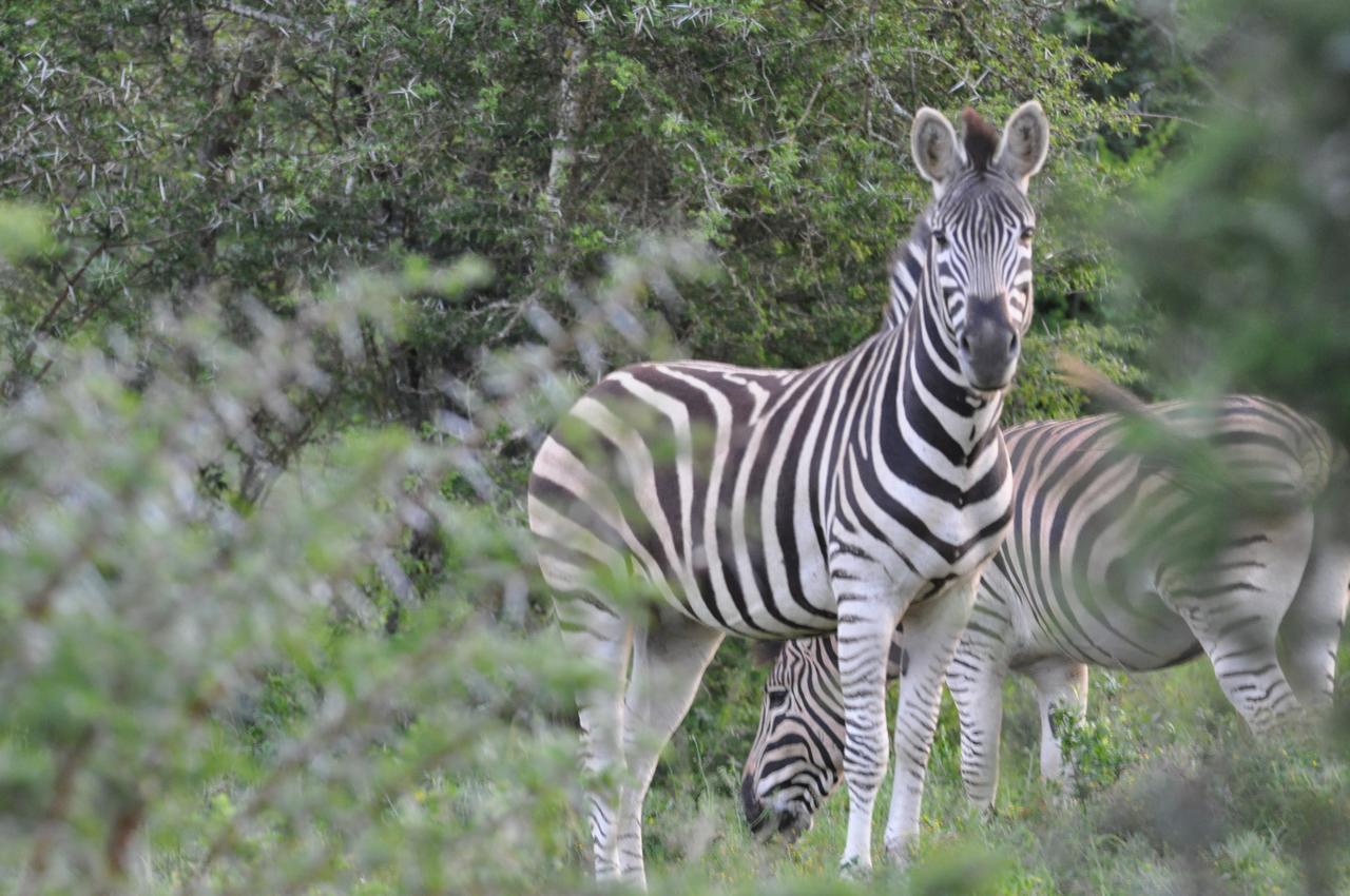 Hopewell Private Game Reserve Buyskloof Εξωτερικό φωτογραφία