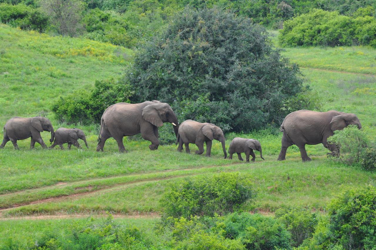 Hopewell Private Game Reserve Buyskloof Εξωτερικό φωτογραφία