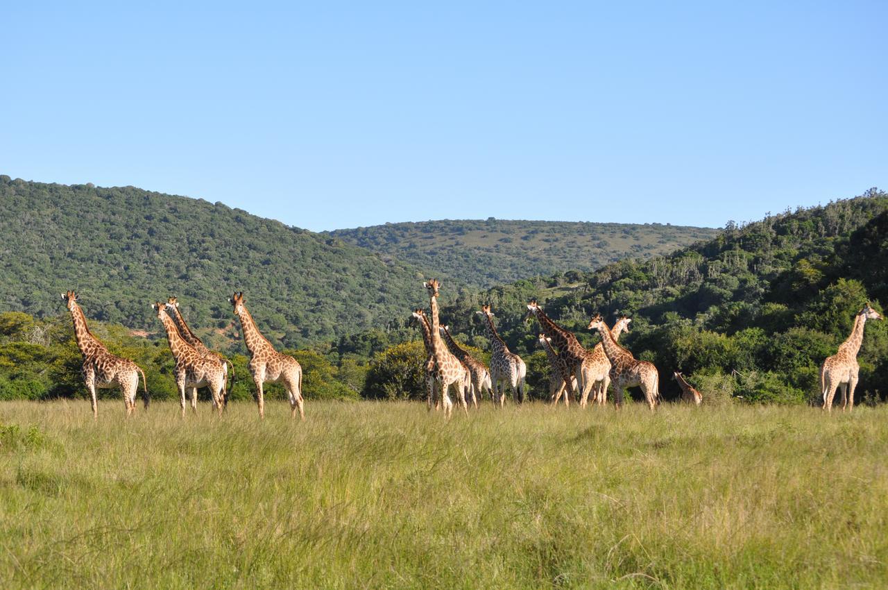 Hopewell Private Game Reserve Buyskloof Εξωτερικό φωτογραφία