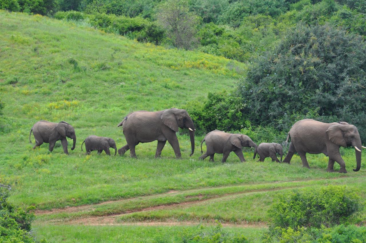 Hopewell Private Game Reserve Buyskloof Εξωτερικό φωτογραφία