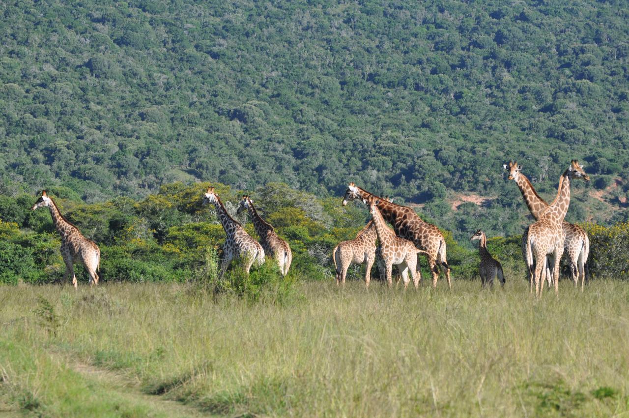 Hopewell Private Game Reserve Buyskloof Εξωτερικό φωτογραφία